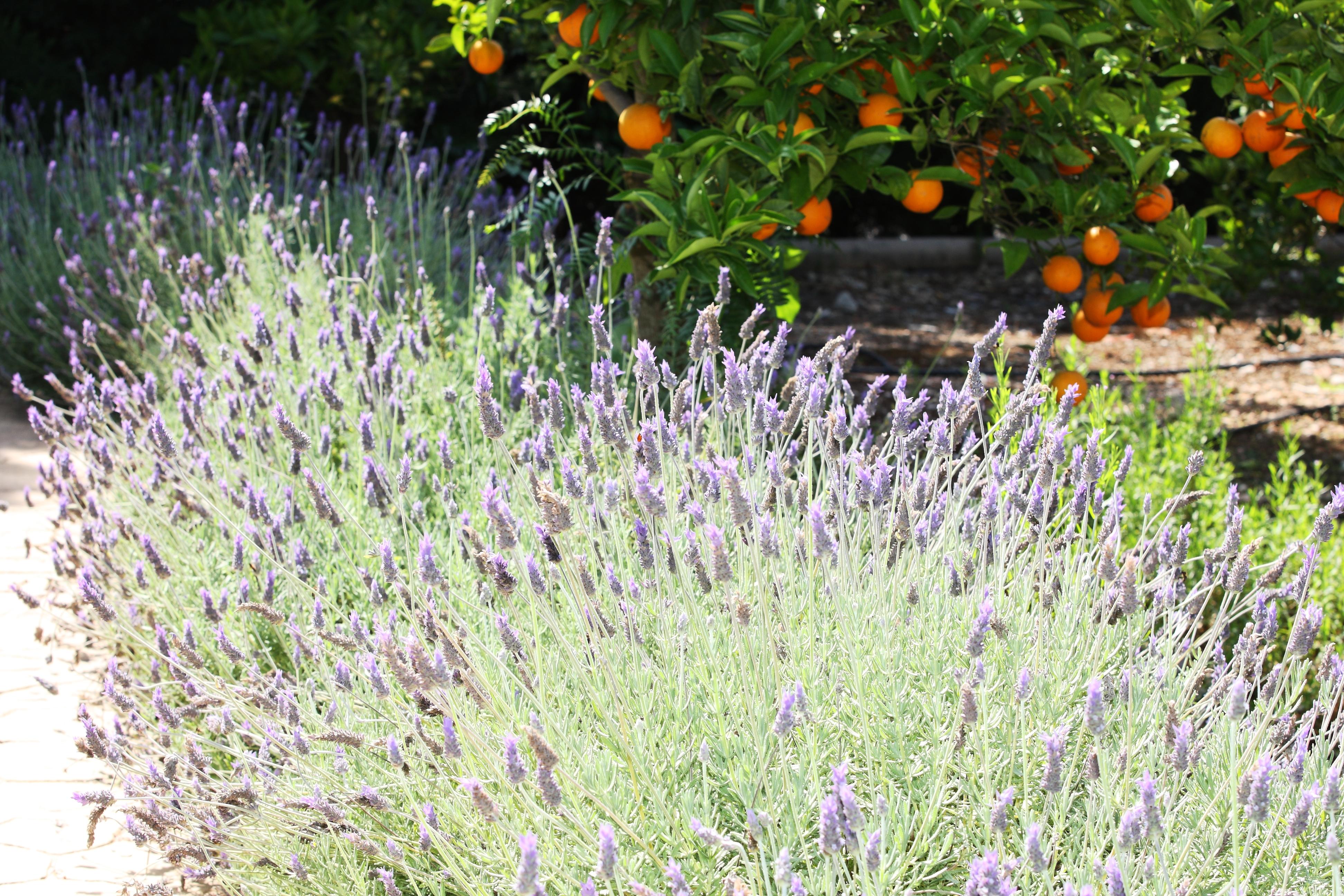 Finca Ca'S Curial - Agroturismo - Adults Only Soller Exterior photo