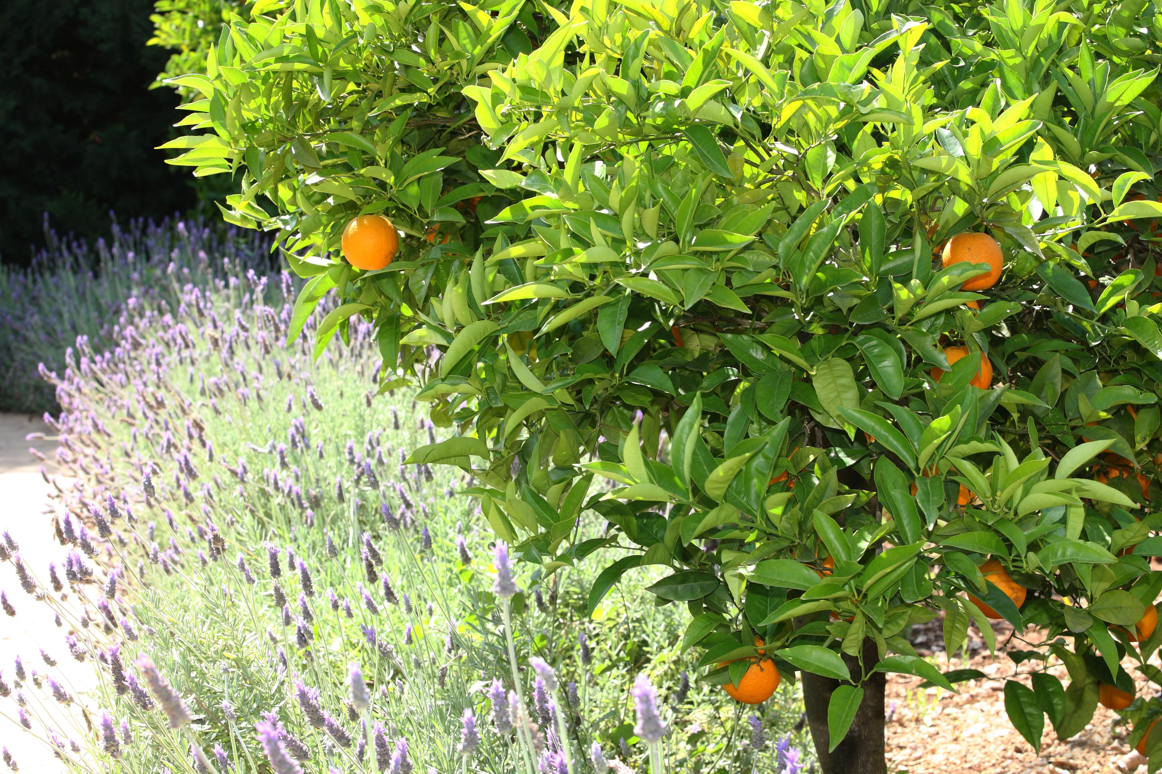 Finca Ca'S Curial - Agroturismo - Adults Only Soller Exterior photo