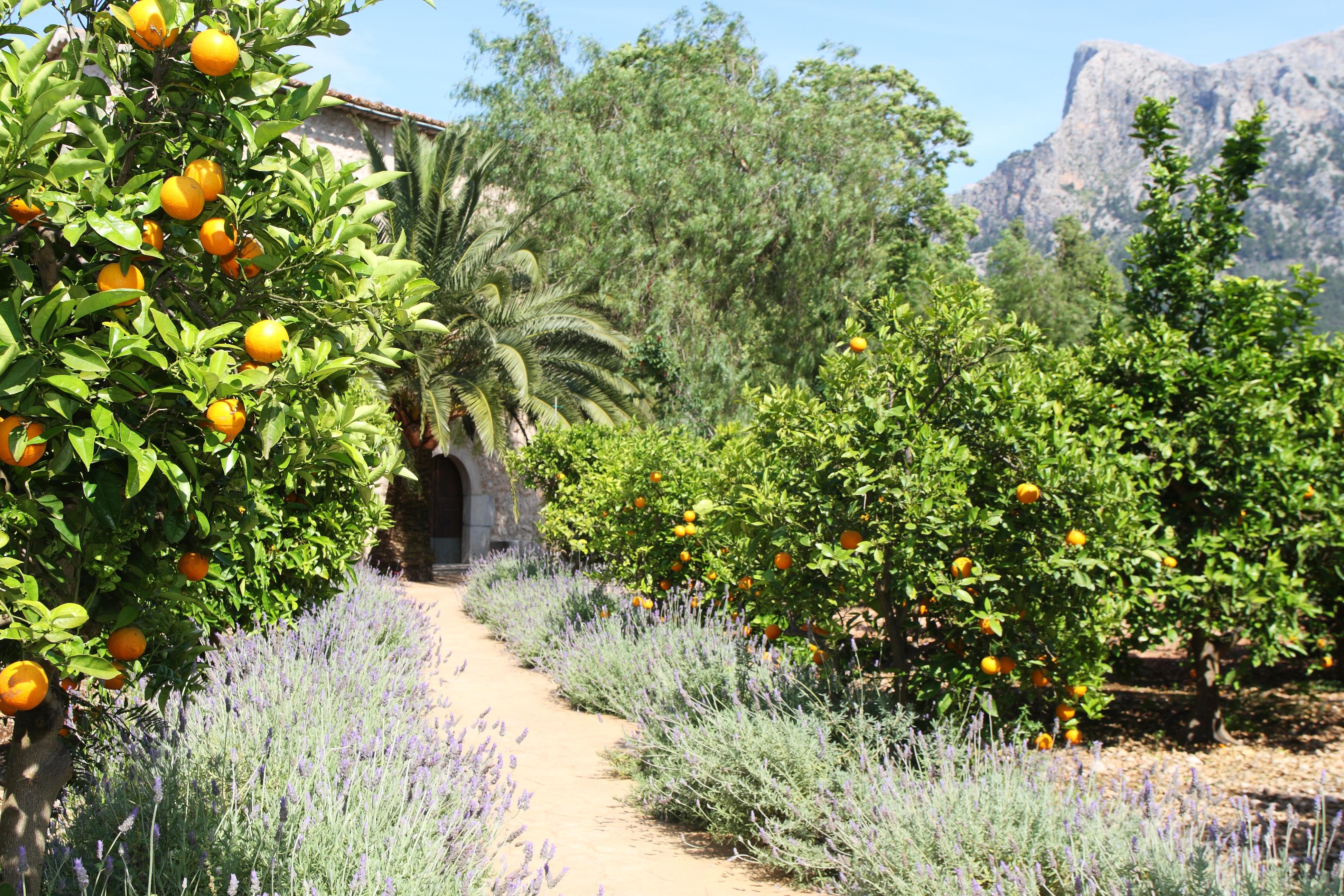 Finca Ca'S Curial - Agroturismo - Adults Only Soller Exterior photo