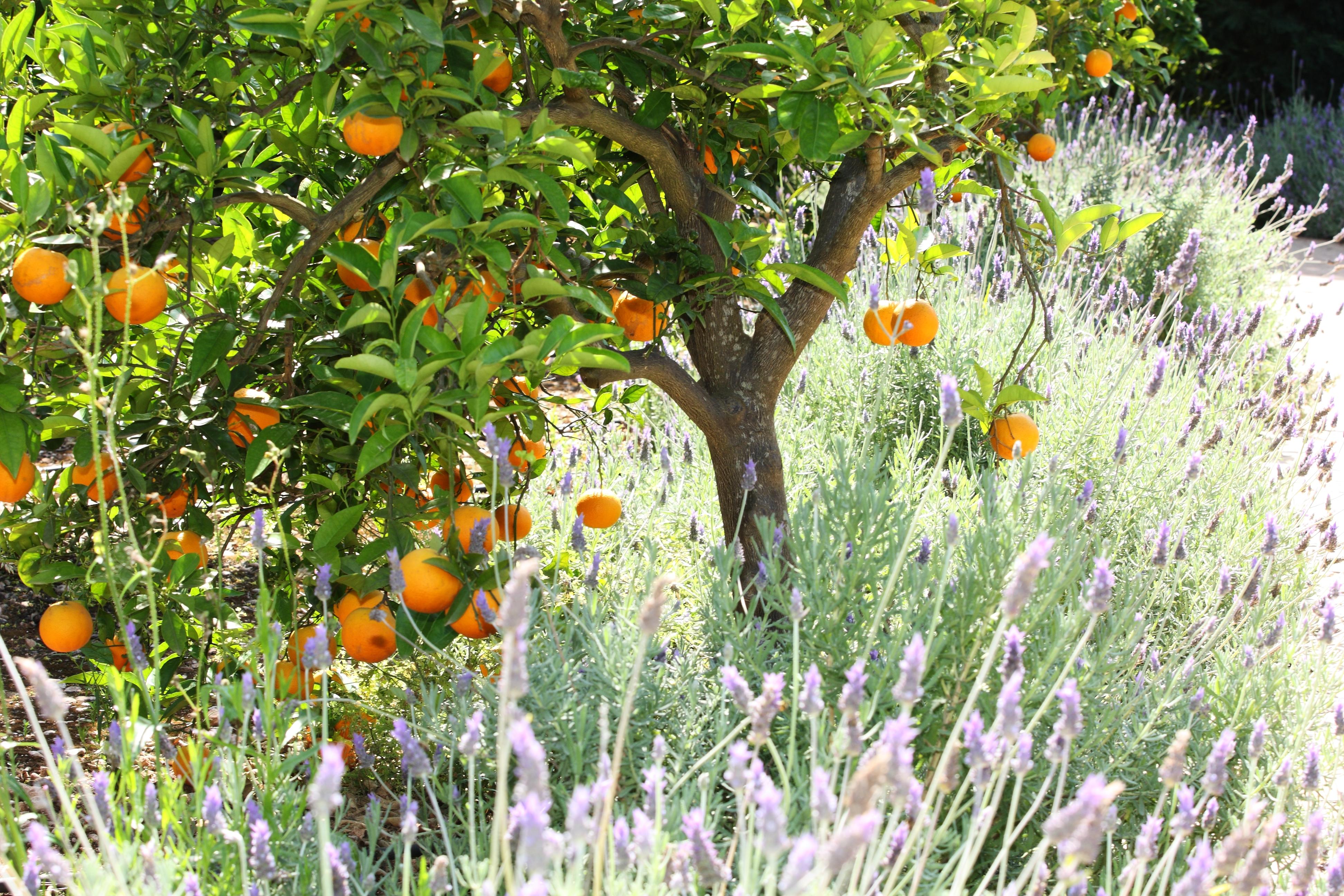 Finca Ca'S Curial - Agroturismo - Adults Only Soller Exterior photo