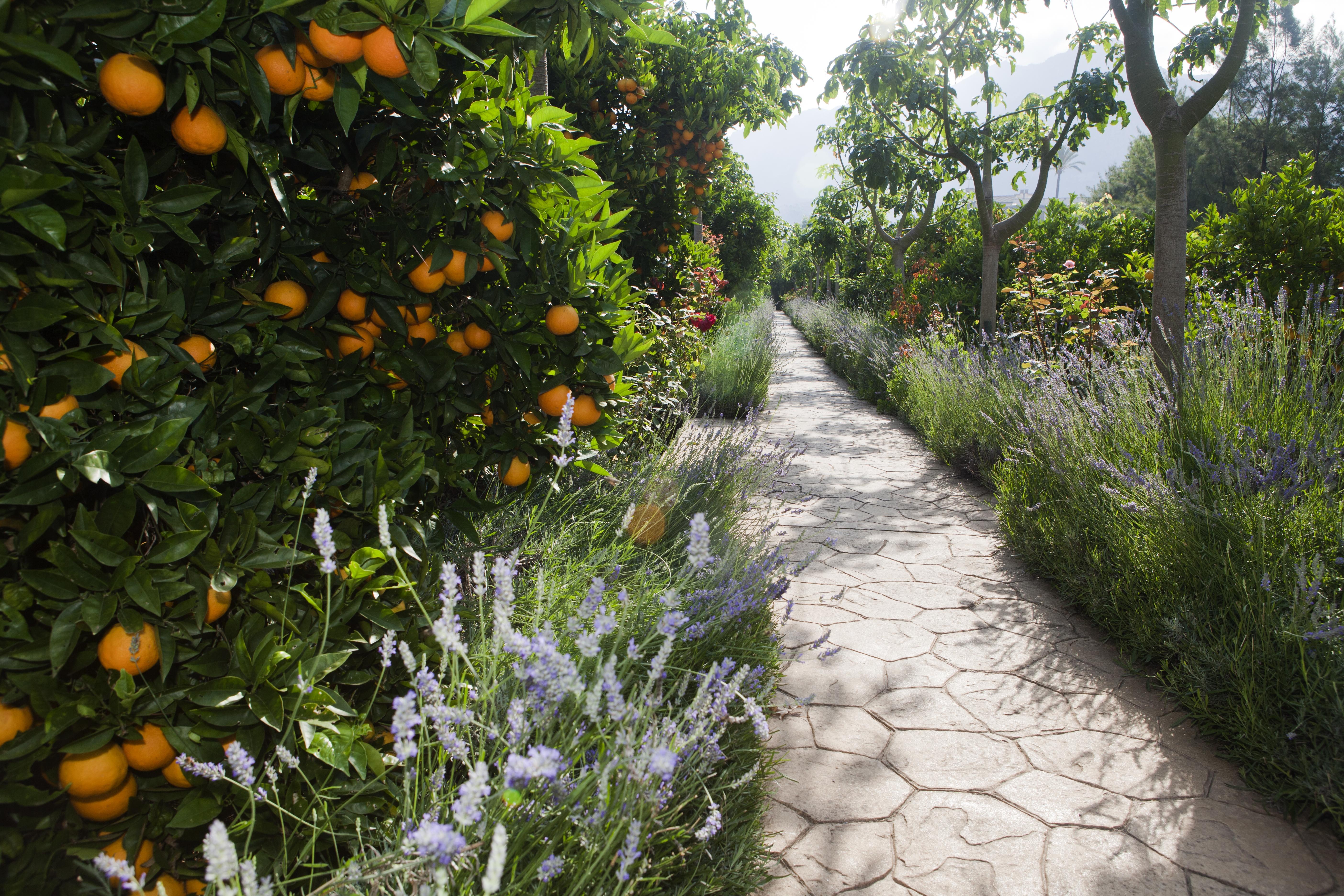 Finca Ca'S Curial - Agroturismo - Adults Only Soller Exterior photo